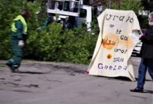„Vrapci se te godine nisu vratili u svoja gnezda“: Protestna akcija umetnice Vesne Vesić povodom aktuelne seče drvoreda u ulici Kej oslobođenja u Zemunu