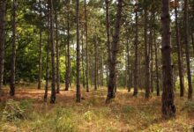 Evropski parlament usvojio zakon o proširivanju šuma u EU