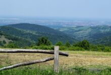 OŠFG: Planove seče šume na Fruškoj gori pisali vlasnici firmi za seču