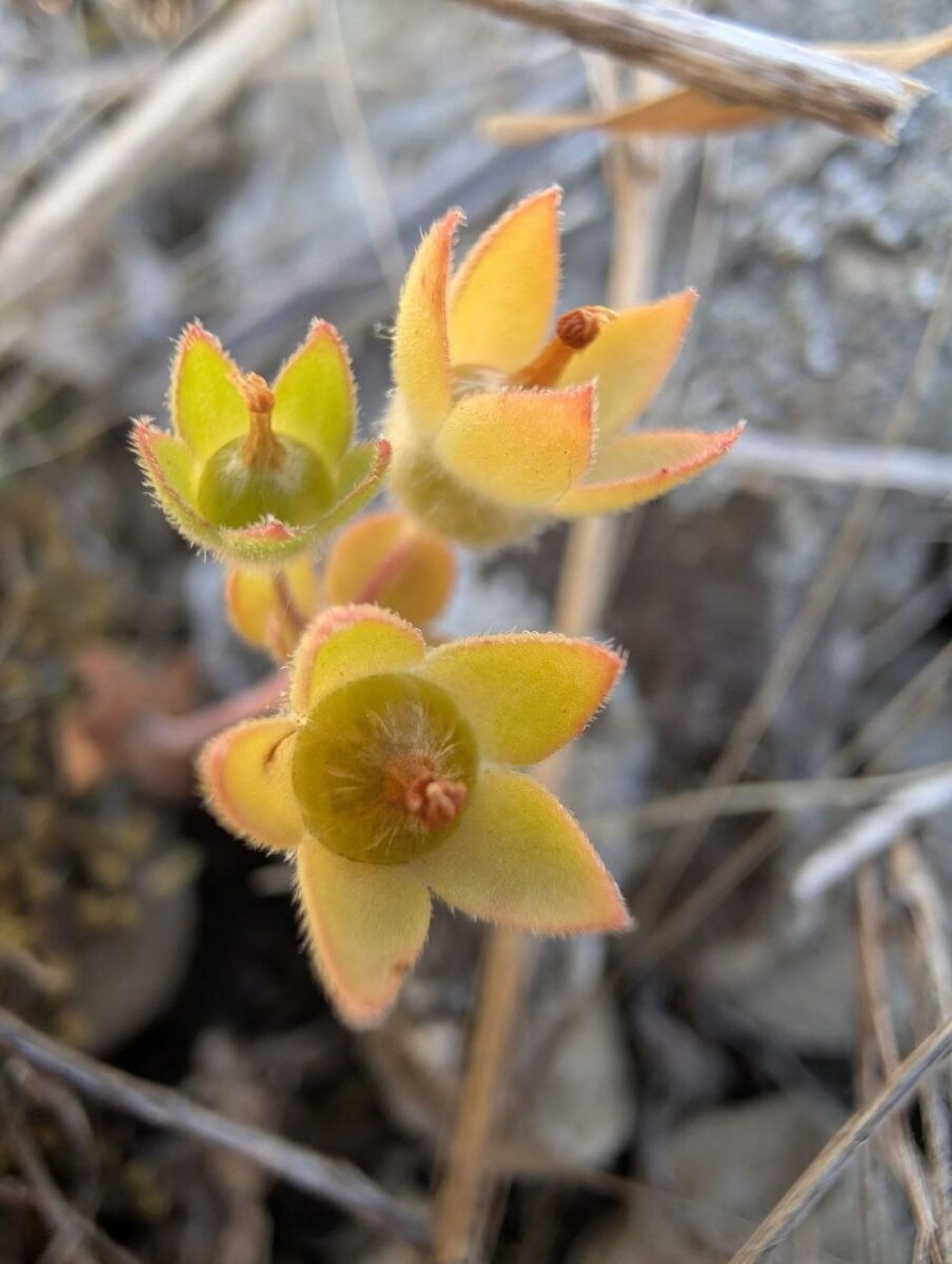 androsace maxima l
