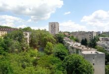 Osamdeset godina od pošumljavanja Zvezdarske šume: Istorija prirode koju ne pamtimo Zvezdarska šuma