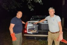 Nakon lutanja, otmice i prihvatilišta, orao Feliks stigao u Srbiju Feliks dolazi u prihvatilište Zoo vrta "Palić"; Foto: Uroš Stojiljković.