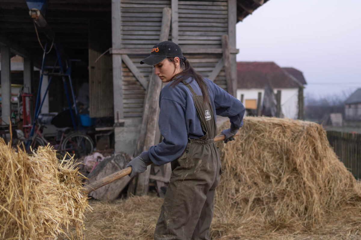 Početak radnog dana na gazdinstvu porodice Kokanović