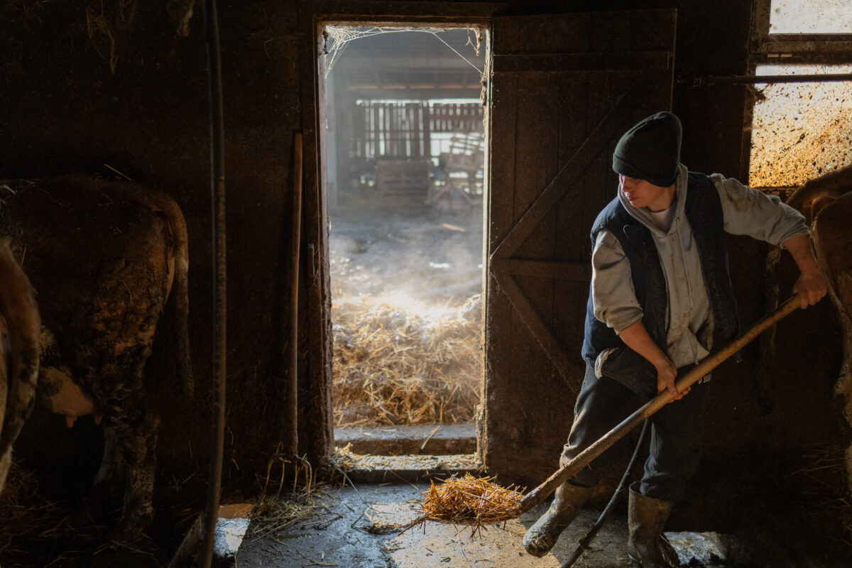 Početak radnog dana na gazdinstvu porodice Kokanović