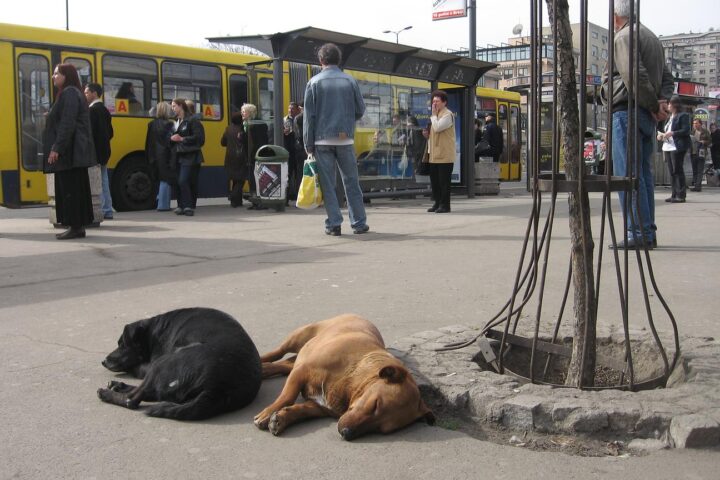 Klasna borba u autobusu: grad u službi Bus Plusa