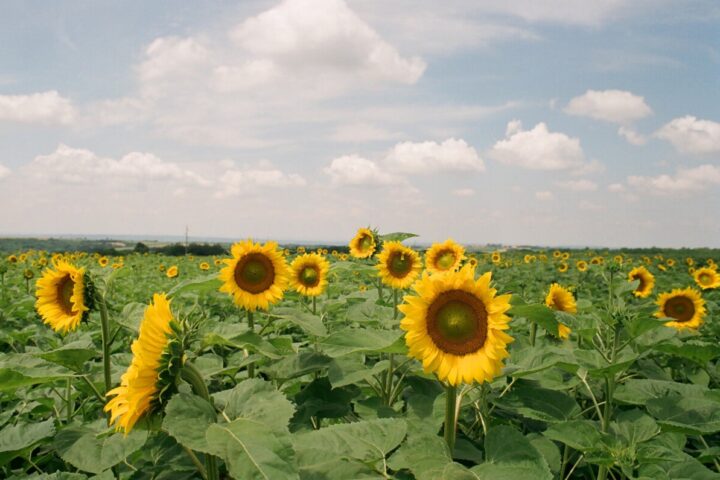 polje suncokreta