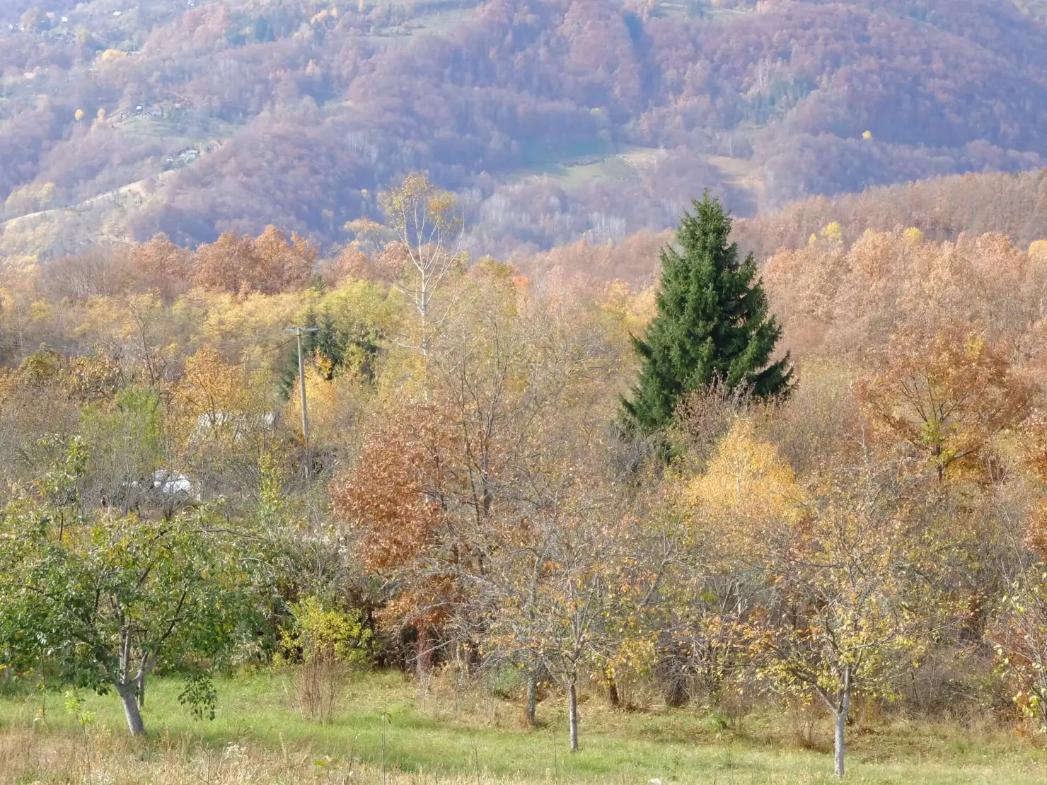 Šuma