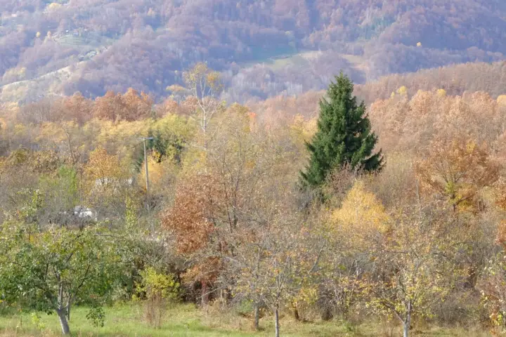 Šuma