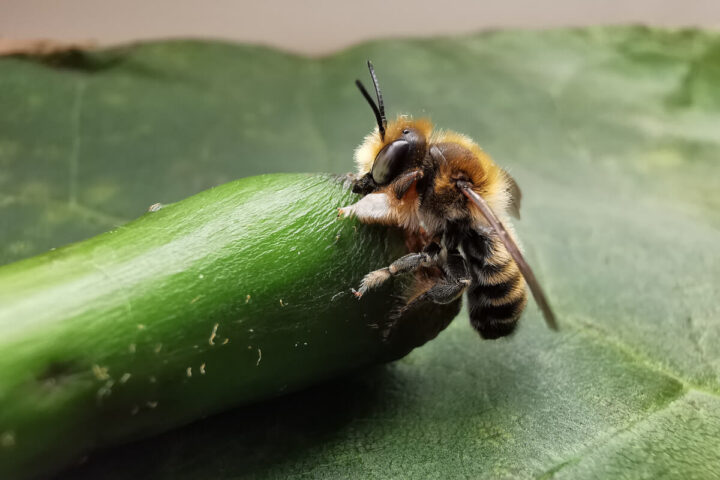 Megachile