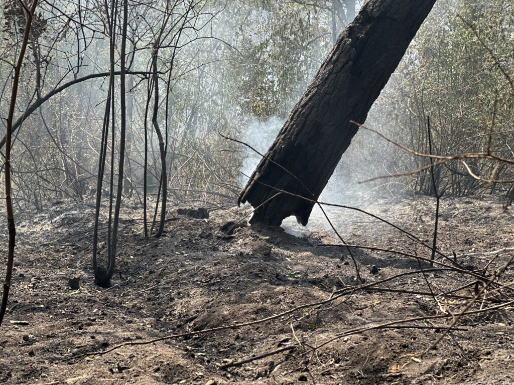 Iz „Vojvodinašuma” za Mašinu: Čistimo proseke svake godine, nemoguće bilo zaustaviti požar, nepoznato koliko je izgorelo