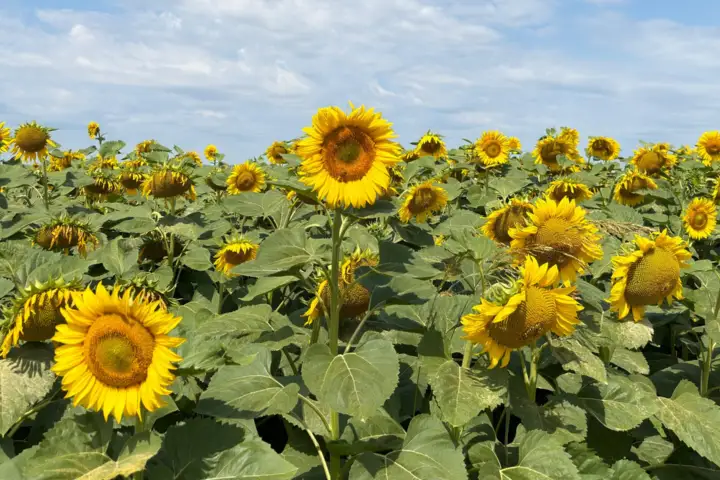 Suncokreti u Bezdanu